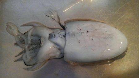 チニングでコウイカ