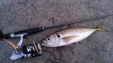 GW前にギガアジGET!!