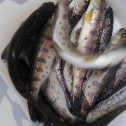 小柿渓谷アマゴ