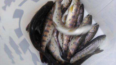 小柿渓谷アマゴ