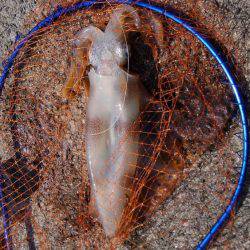 ショアジギボウズ