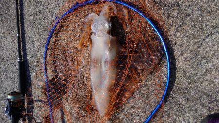 ショアジギボウズ