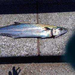 エソ釣りのつもりがイワシ釣り