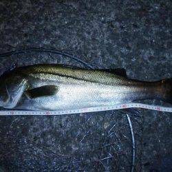 バチは無くとも