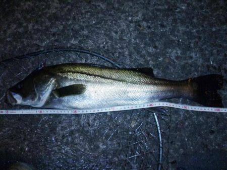 バチは無くとも