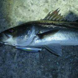 バチパターンじゃなくて．．．