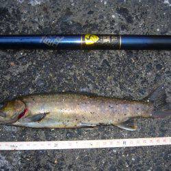 今年初の鳥取県河川釣行