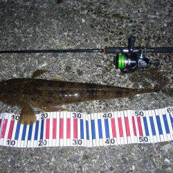 チニングにて、外道のコチ