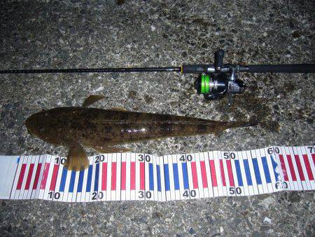 チニングにて、外道のコチ