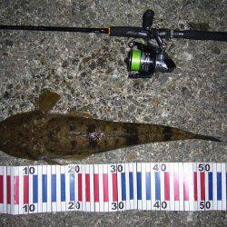 チニングにて、外道のコチ