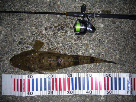 チニングにて、外道のコチ