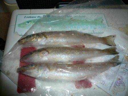 佐野でキスが釣れ始めました