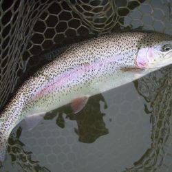 大安トラウトレイク 釣果