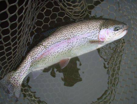 大安トラウトレイク 釣果