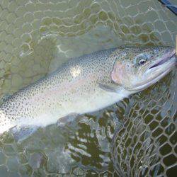 大安トラウトレイク 釣果
