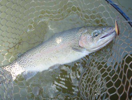 大安トラウトレイク 釣果