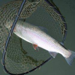 大安トラウトレイク 釣果