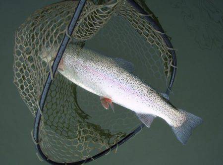 大安トラウトレイク 釣果