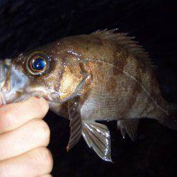 南知多でメバリング