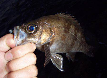 南知多でメバリング