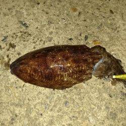 コウイカエギング