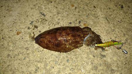 コウイカエギング