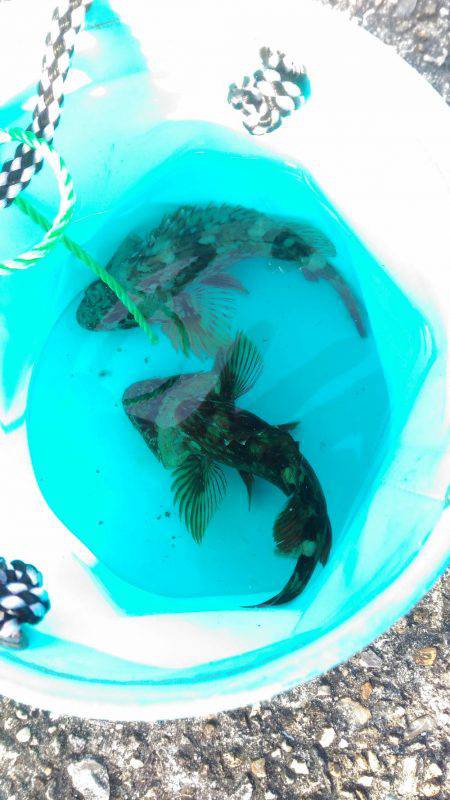 ロックフィッシュ