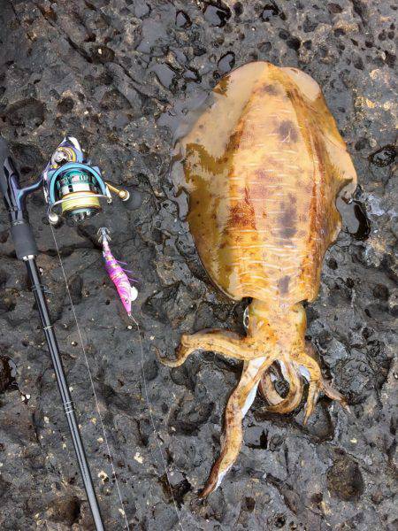 春イカ一発目2キロオーバー！