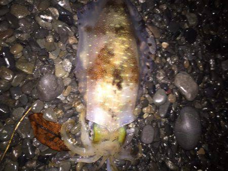 石津浜　アオリイカエギング