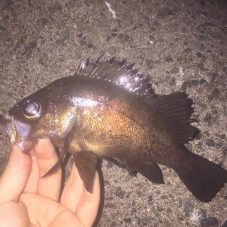 南風メバリング！