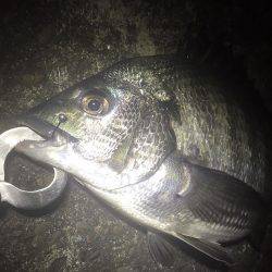 チヌ＆キビレ！