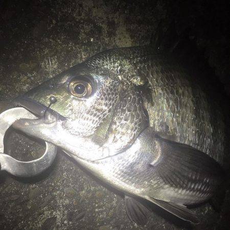 チヌ＆キビレ！