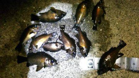 未明のメバリング