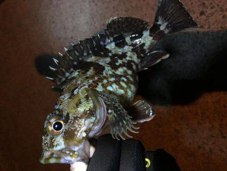 ガシラ〜青物不発