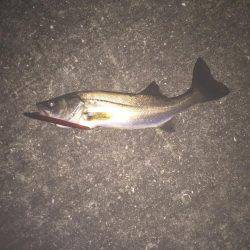 バチ抜けシーバス