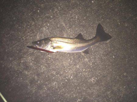 バチ抜けシーバス