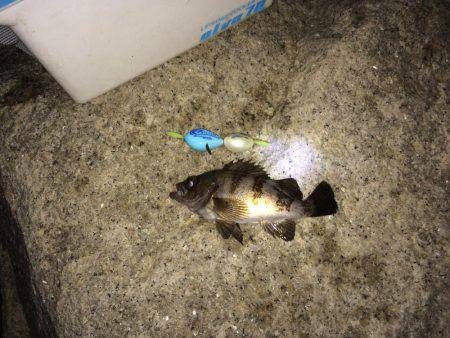 ダブルフロート！