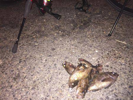 明かりの下でメバリング