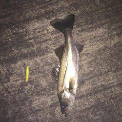 バチ抜けシーバス