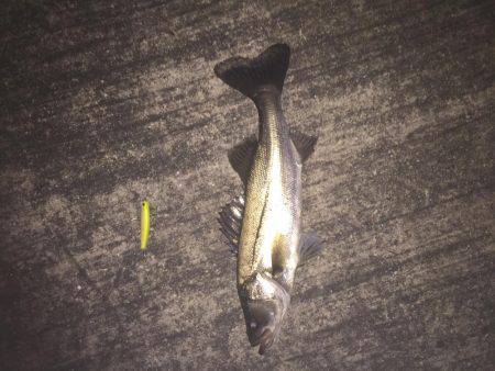 バチ抜けシーバス