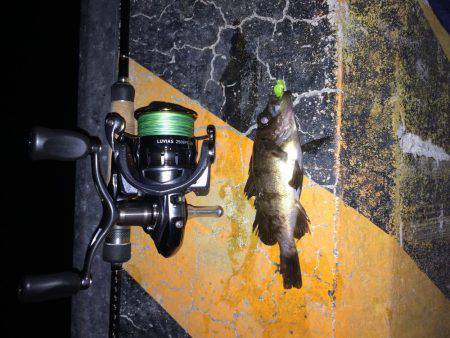 ノーミスターセロ