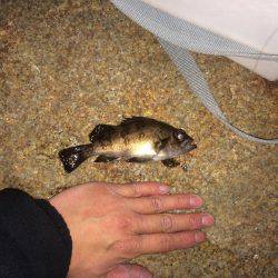 やっと釣れた！