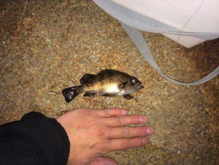 やっと釣れた！