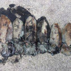 爆風でも何とか