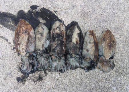 爆風でも何とか