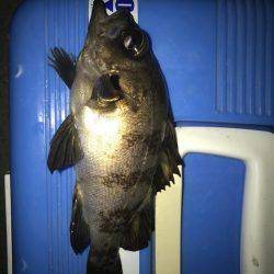 微風メバリング