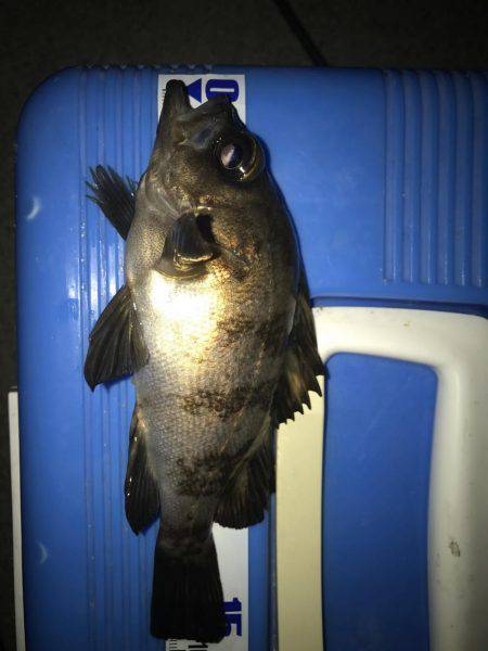 微風メバリング