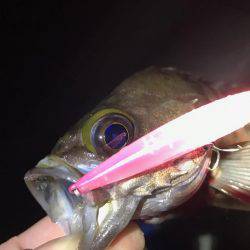 プラグでメバリング