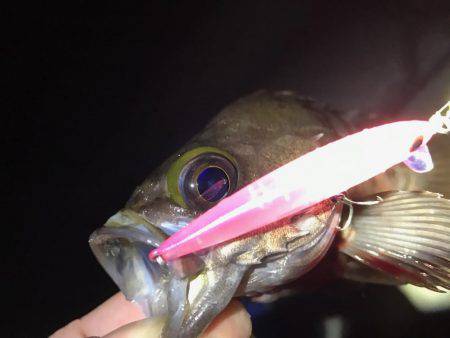 プラグでメバリング