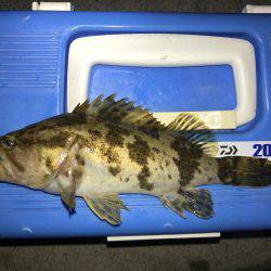 メバル狙うもタケノコ堀